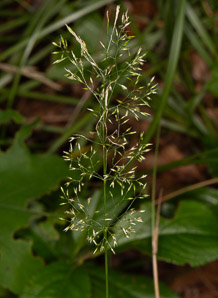 Agrostis capillaris (colonial bentgrass, creeping bentgrass, fine bentgrass)