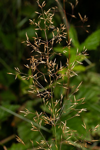 Agrostis capillaris (colonial bentgrass, creeping bentgrass, fine bentgrass)