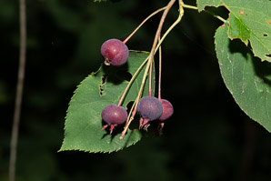 Amelanchier canadensis (shadbush, bilberry, Canadian serviceberry, chuckle-berry, currant-tree, juneberry, shad-blow, shadbush serviceberry, sugarplum, thicket serviceberry)