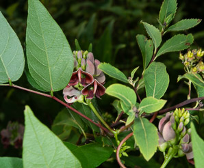 Apios americana (potato bean, groundnut, hopniss, Indian potato, bog potato, Virginia potato, wild potato, wild sweet potato)