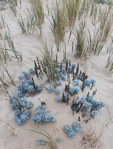 Artemisia stelleriana (hoary mugwort, Dusty Miller, beach wormwood, oldwoman)