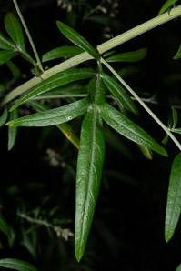 Artemisia vulgaris (wormwood, mugwort, common mugwort, common wormwood)