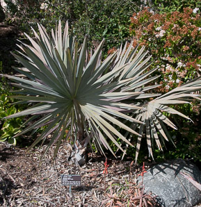 Bismarckia nobilis (Bismark palm, Bismarck palm)