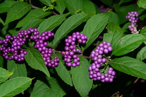 Callicarpa dichotoma (purple beautyberry)
