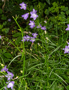 Campanula rotundifolia (bluebell, harebell, bluebell bellflower)
