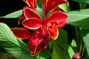 Canna ×generalis (canna lily)
