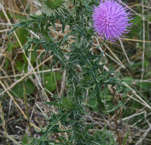 Carduus acanthoides (spiny plumeless thistle, welted thistle, plumeless thistle, spiny plumeless-thistle)