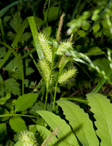 Carex L. (sedge)