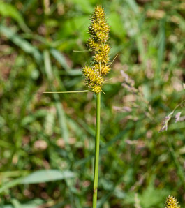 Carex annectens (yellow-fruit sedge, yellow-fruited fox sedge)