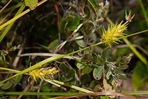 Carex bullata (button sedge)