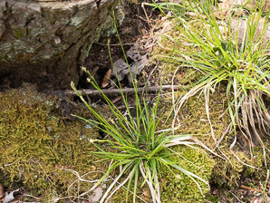 Carex pensylvanica (Pennsylvania sedge, Penn sedge, early sedge, common oak sedge, yellow sedge)