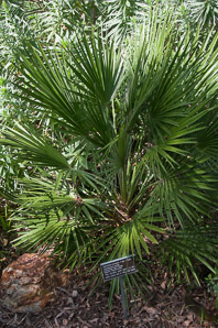 Chamaerops humilis (Mediterranean fan palm, European fan palm)