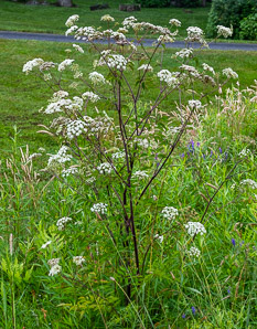Cicuta maculata (spotted water hemlock, spotted parsley, spotted cowbane, poison hemlock)