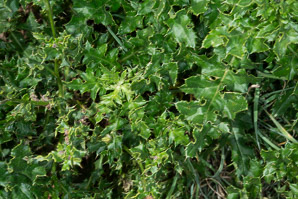 Cirsium undulatum (wavyleaf thistle)