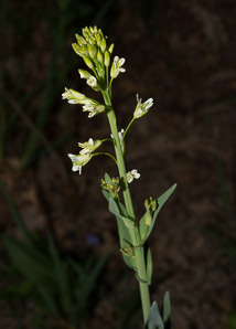Conringia orientalis (hare’s ear mustard)
