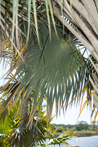 Copernicia hospita (Cuban wax palm)