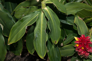 Costus barbatus (red velvet ginger, spiral ginger)