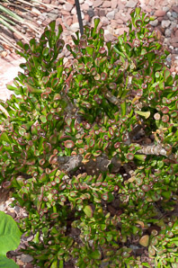 Crassula ovata (jade plant, spoon jade)