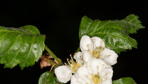 Crataegus chrysocarpa (fireberry hawthorn)