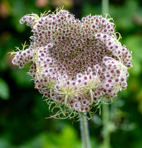 Daucus carota (Queen Anne’s lace, wild carrot, bird’s nest, bishop’s lace)