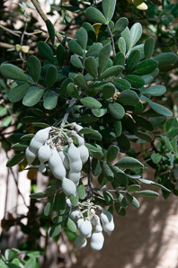 Dermatophyllum secundiflorum (Texas mountain laurel)