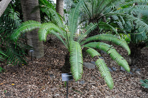 Dioon spinulosum (giant dioon)