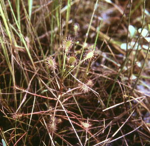 Drosera rotundifolia (common sundew)