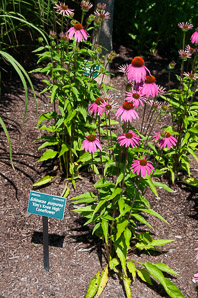 Echinacea purpurea (purple coneflower, eastern purple coneflower, hedgehog coneflower, echinacea)