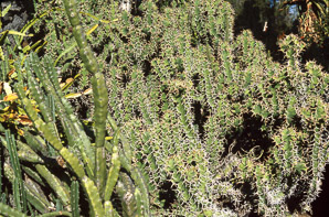Echinocereus pentalophus (lady finger cactus, alicoche, cadoncillo)