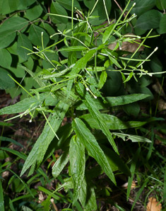 Epilobium leptophyllum (American marsh willow-herb)