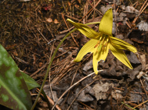 Erythronium americanum (trout lily, yellow trout-lily, dogtooth violet)