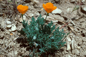 Eschscholzia lemmonii (Lemmon’s poppy)