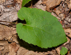 Eurybia macrophylla (bigleaf aster, largeleaf aster, bigleaf wood aster)