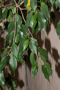 Ficus benjamina (ficus tree, weeping fig, Benjamin’s fig)