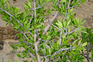 Forestiera pubescens (stretchberry, desert olive, tanglewood, devil’s elbow, elbow bush, spring goldenglow, spring herald, New Mexico privet, Texas forsythia)