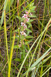 Glaux maritima (sea-milkwort, sea milkwort)