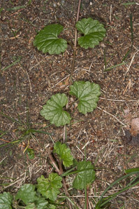 Glechoma hederacea (ground-ivy, gill-over-the-ground, creeping charlie, alehoof, tunhoof, catsfoot, field balm, run-away-robin)