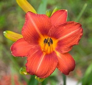 Hemerocallis fulva (common daylily, orange daylily, tawny daylily, tiger daylily, ditch lily)