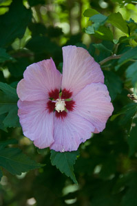 Hibiscus (hibiscus, rose of Sharon)