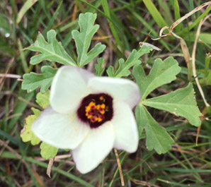 Hibiscus trionum (flower-of-an-hour, bladder hibiscus, bladder ketmia, bladder weed, modesty, puarangi, shoofly, venice mallow)