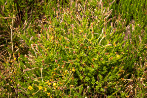 Hudsonia ericoides (pine barren goldenheather, pine-barren false heather, false heather, beach heather)