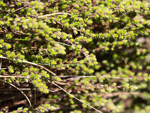 Hudsonia ericoides (pine barren goldenheather, pine-barren false heather, false heather, beach heather)