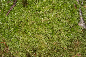Hypnum imponens (brocade moss, feather moss, hypnum moss)