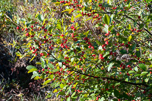 Ilex verticillata (winterberry, common winterberry)
