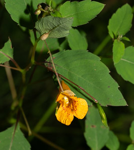 Impatiens capensis (spotted jewelweed, jewelweed)