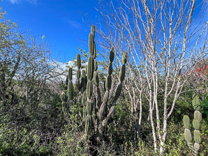 Jasminocereus thouarsii (candelabra cactus)