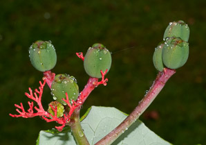 Jatropha podagrica (gout plant, gout stick, Buddha belly, Guatemala rhubarb, tartogo, goutystalk nettlespurge)