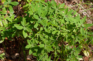 Kalmia angustifolia (sheep laurel)
