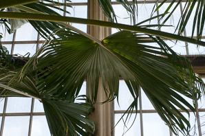 Livistona chinensis (Chinese fan palm)