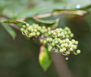 Lyonia ligustrina (maleberry, he-huckleberry)